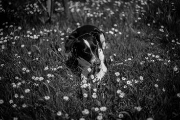 Dog's summer joy - image #437583 gratis